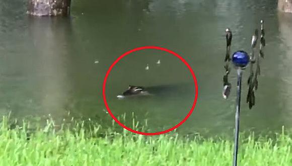 YouTube: el aterrador momento en que dos cocodrilos invaden un jardín por el huracán Harvey (VIDEO)