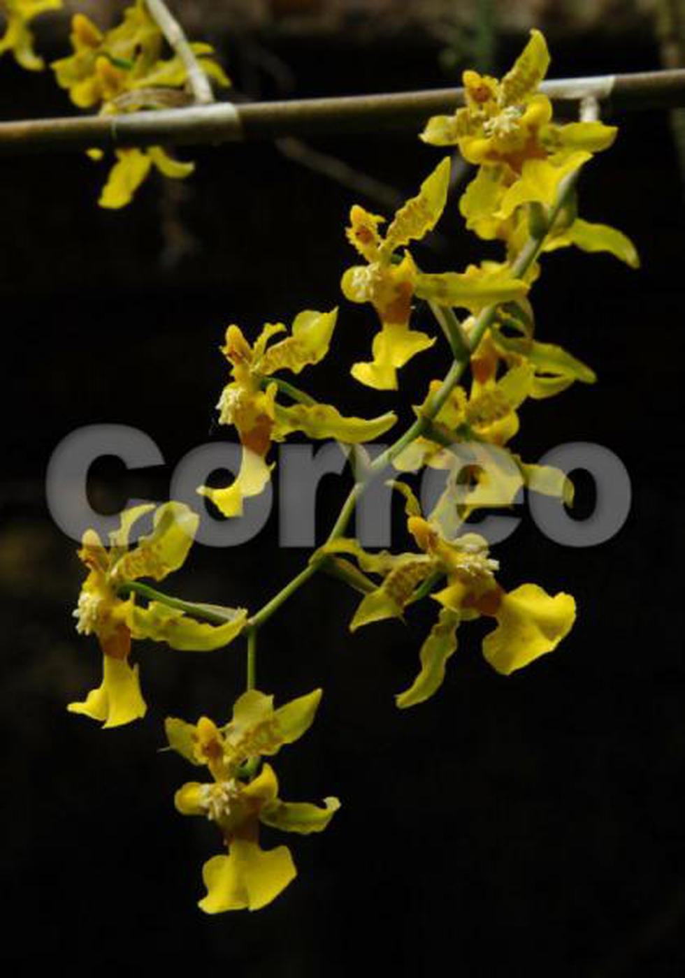 Satipo: El jardín natural rebosante de vida  y color (FOTOS)