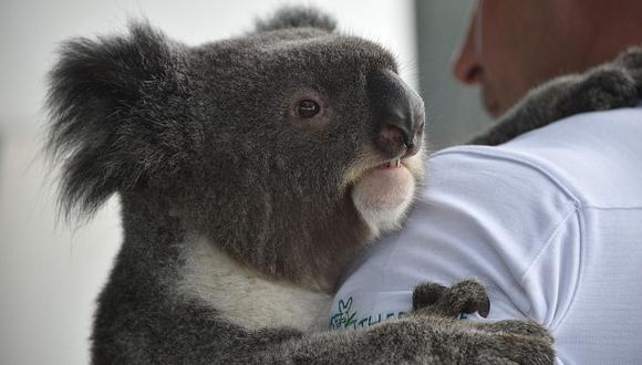 Científicos logran secuenciar el genoma del koala que permitirá preservarlo (VIDEO)