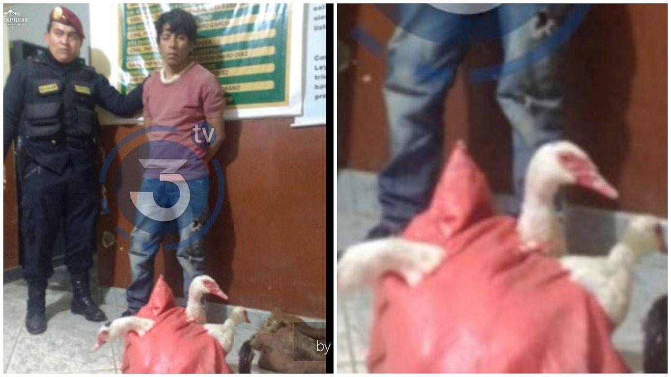Hombre fue detenido al intentar robar tres patos de una granja