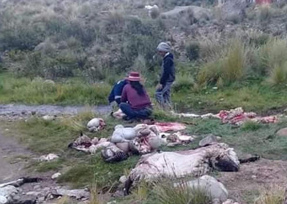 ​Perros salvajes atacan a corderos en Arequipa (FOTOS)