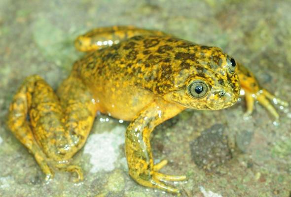 Huancavelica: Descubren nueva especie de rana acuática andina 