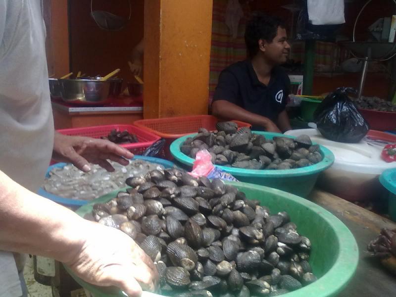 Criarán 5 millones de conchas negras en laboratorio