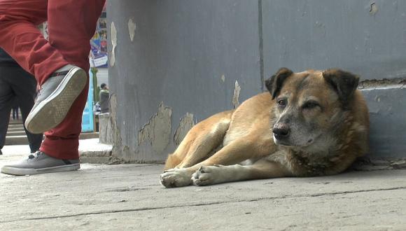 Municipalidad de Huancayo toma esta decisión para evitar proliferación de perros callejeros 