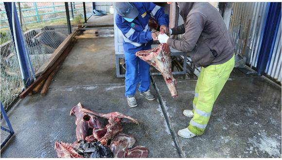 ​Municipio de Huancavelica incauta 59 kilos de carne de alpaca con peligrosa triquina