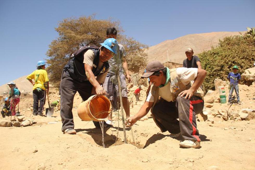 Arboles en lugar de quimbaletes