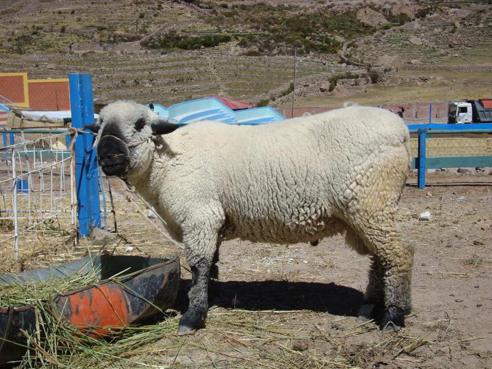 Cordero candaraveño gana terreno en gastronomía local