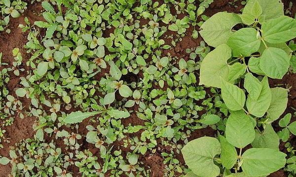 Sabes Por Que Se Le Llama Mala Hierba Fotos Miscelanea Correo Yerba mala — yerba mala rock. sabes por que se le llama mala hierba