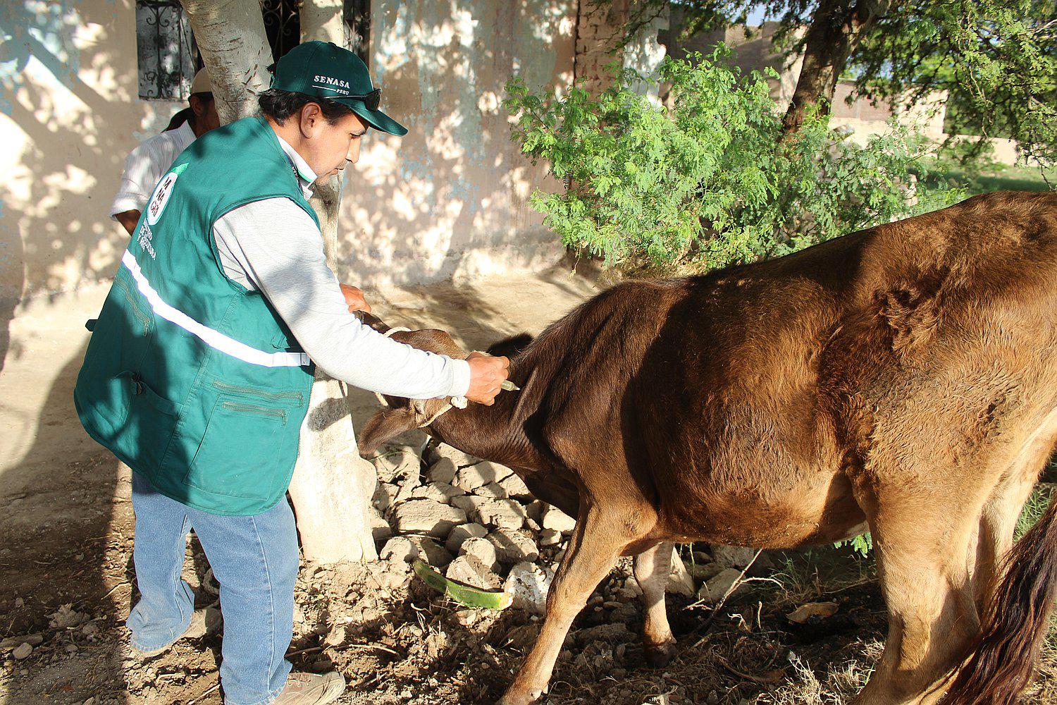 Lambayeque: Especialistas programan vacunación contra el ántrax