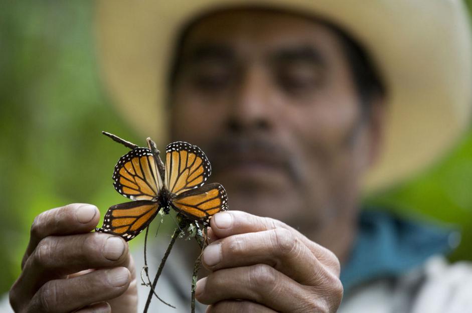 Migración de mariposas monarca cuadruplicará zona forestal