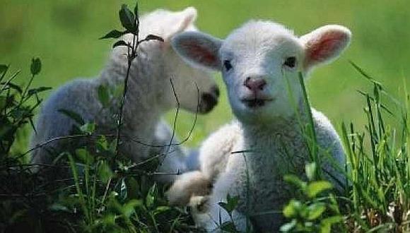 Francia: ​Inscriben a 15 ovejas en escuela rural para evitar cierre de una clase