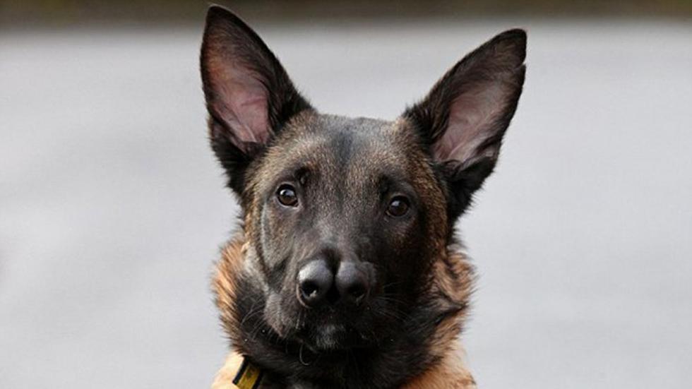 Pastor Alemán "con dos narices" es rechazado por su aspecto (FOTOS)