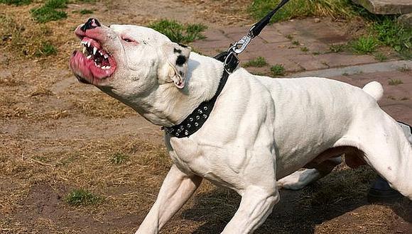 Niño atacado por perro pitbull necesita ser trasladado a Lima