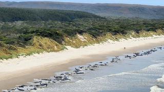 Australia: unas 200 ballenas mueren tras quedar varadas en remota playa 