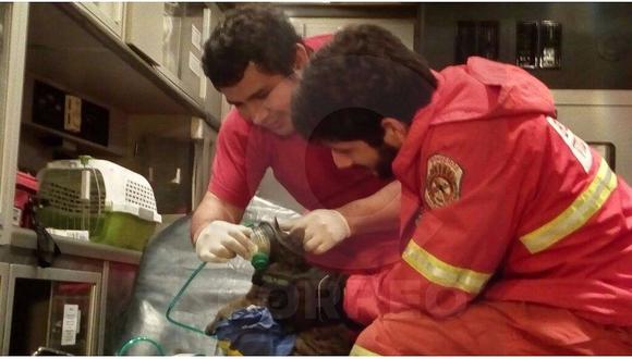 Miraflores: gatita es rescatada por Bomberos tras incendio en edificio (VIDEO) 