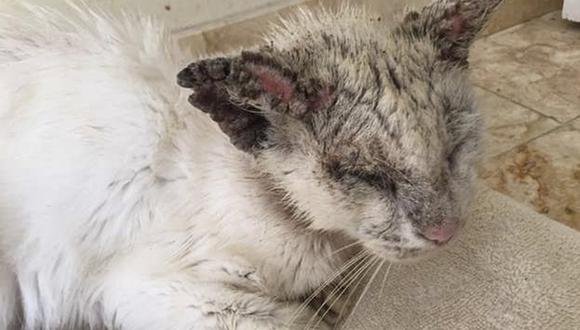 Mujer creyó que gato rescatado era ciego, pero lo curaron y se llevaron una gran sorpresa 