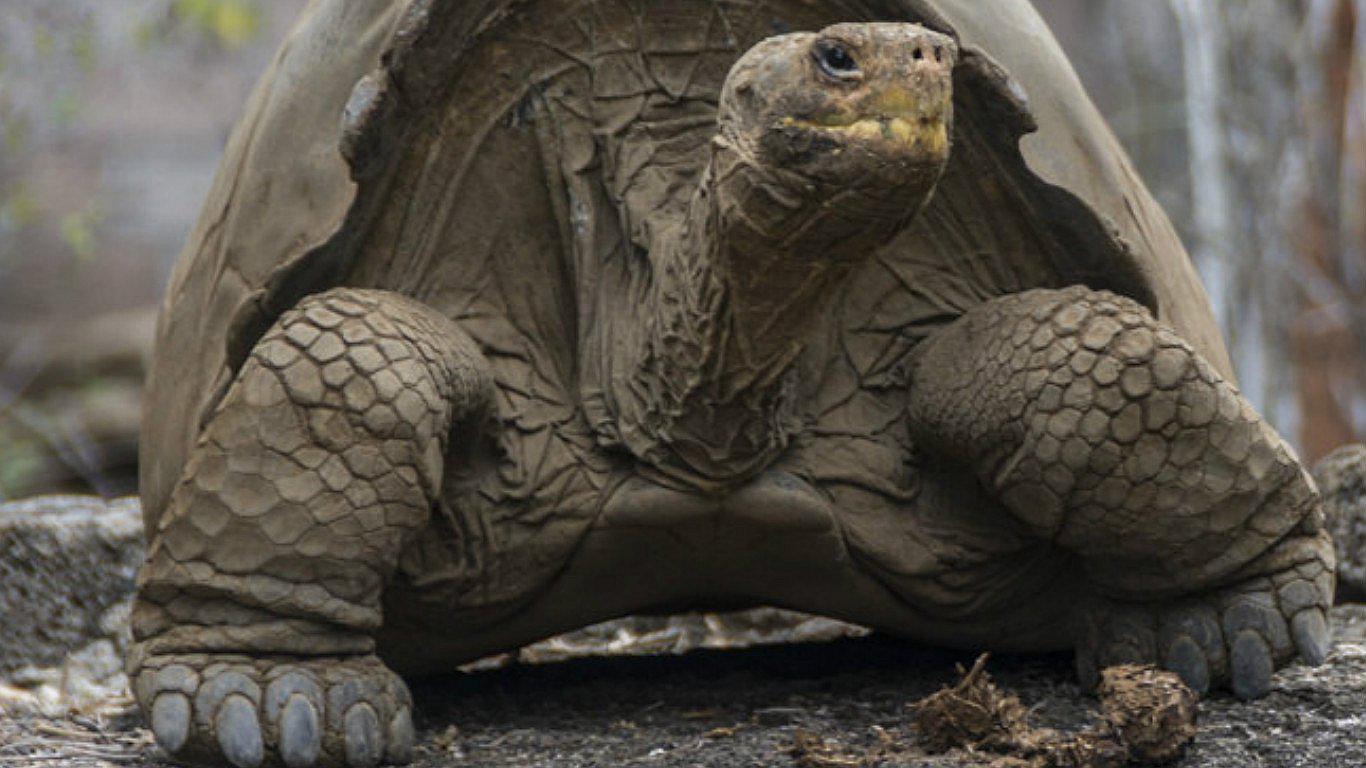 Hallan especie de tortuga considerada extinta hace 150 años (FOTOS)