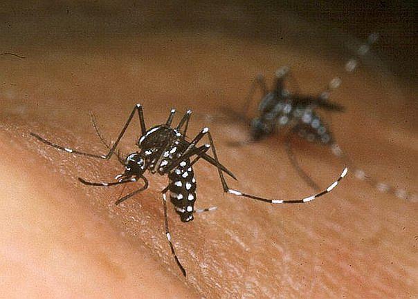 Zika también afectaría a cerebro de adultos según estudio