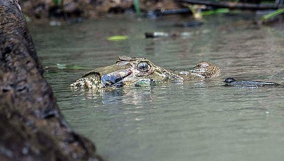 ​EE.UU: Comienza la caza de caimanes tras alarma de recientes ataques
