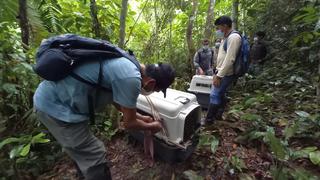 Disponen liberación de dos monos choros a su hábitat natural en San Martín