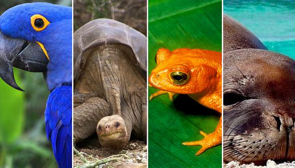 Día de la Tierra: Los cuatro animales que desaparecieron en los últimos 15 años en América Latina 