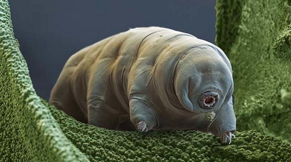 Resucitan con éxito un oso de agua que estuvo congelado 30 años