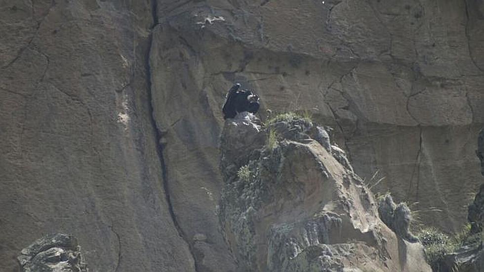 ​Cóndor choca con cable y queda herido en Cañón del Colca (VIDEO)
