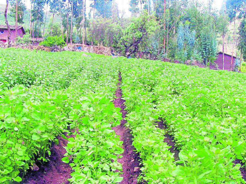 Producción de papa genera el uso desmedido de pesticidas y fertilizantes sintéticos
