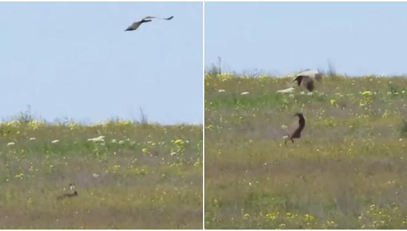 Youtube: Mira la épica batalla entre un conejo y un halcón [VÍDEO]