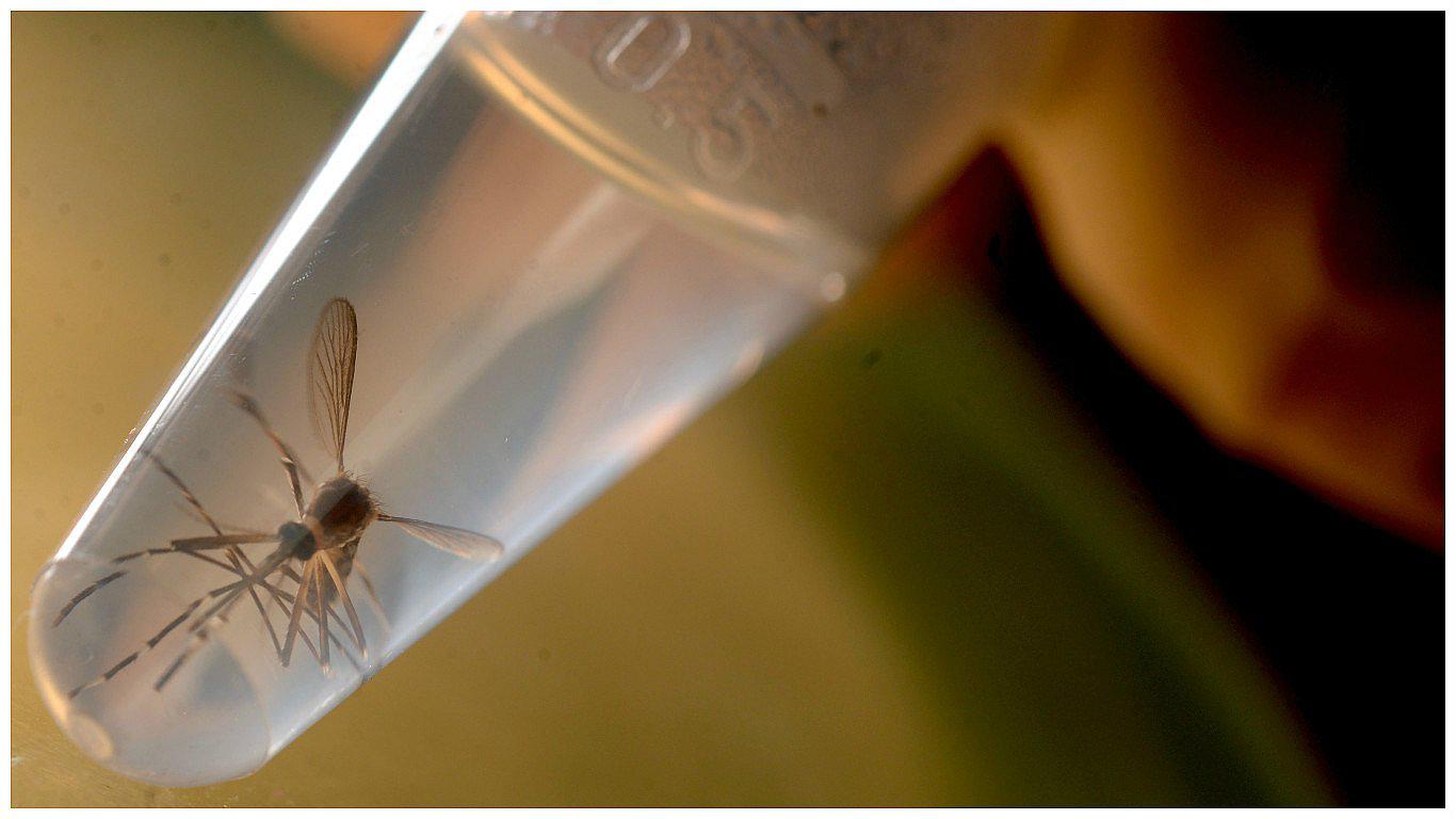 Zika: Tailandia permite abortar a las embarazadas infectadas con el virus 