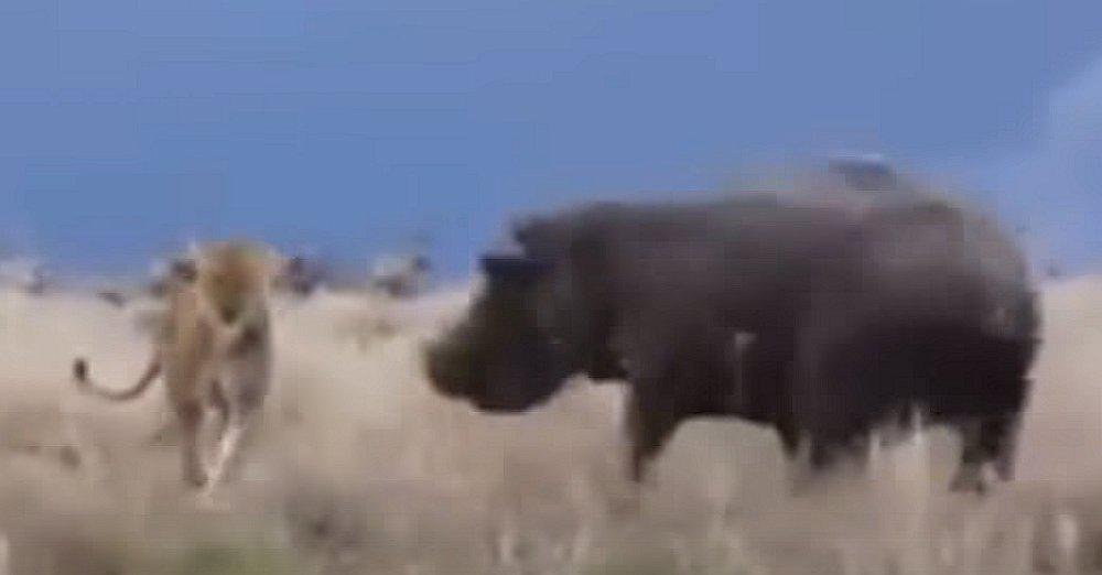 YouTube: La iracunda reacción de un hipopótamo cuando es molestado por una leona [VIDEO]