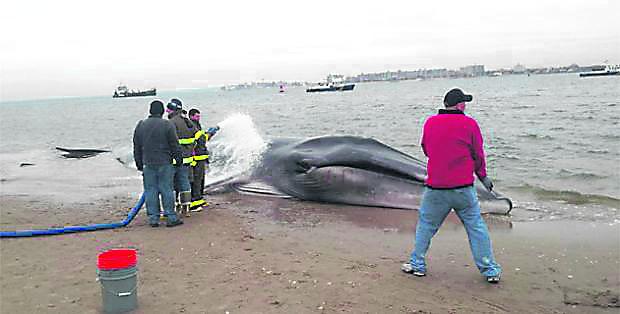 Hallan ballena varada en caleta de Santa Rosa