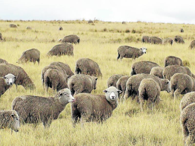 Población ovina de la región Junín disminuye en 22% 