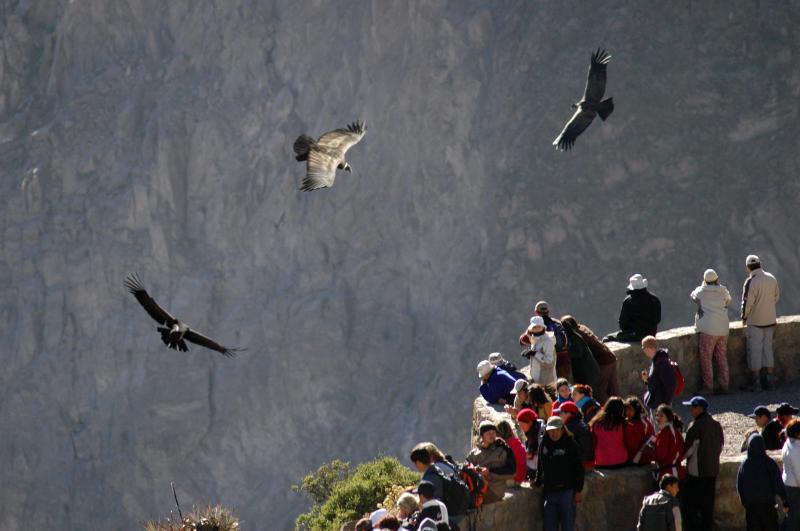 Minam presente en reunión sobre comercio de especies amenazadas