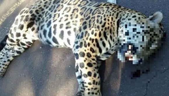 Muerte de jaguar atropellado causa alarma en Argentina