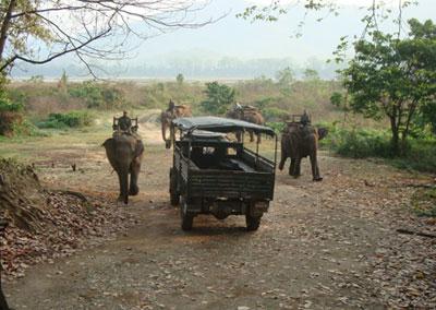 Países fracasan en protección de elefantes, tigres y rinocerontes