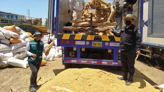 Piura: Intervinen un tráiler con 11 toneladas de palo santo camuflado con pajilla molida de arroz