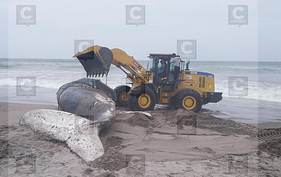 Aparece ballena varada en playa de Los Palos