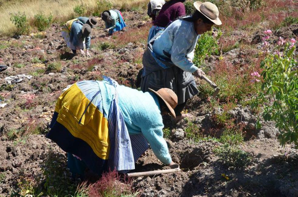 Quilcas revive técnicas ancestrales de cosecha y traslado de productos (FOTOS)