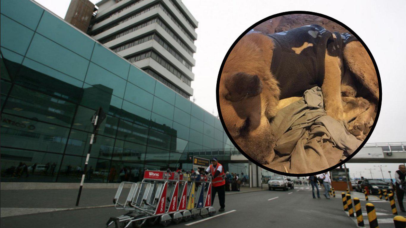 Perrito abandonado en aeropuerto Jorge Chávez consiguió hogar temporal  (FOTO)