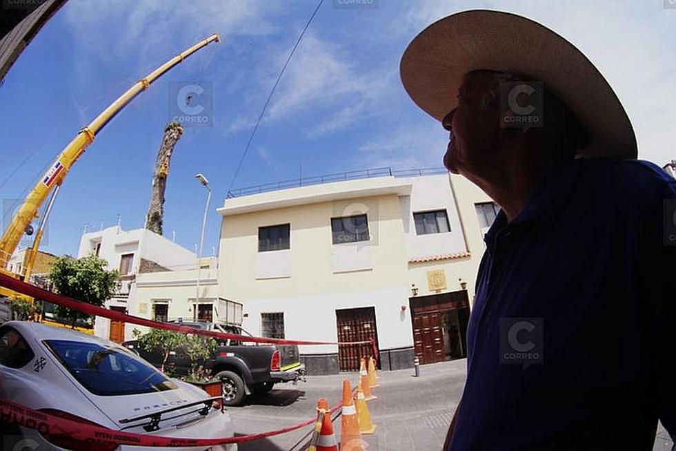 Talan la palmera más grande de Arequipa después de 100 años  (FOTOS Y VIDEO)