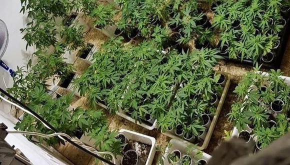 Anciano de 74 años plantó cannabis en su parcela para mejorar su economía