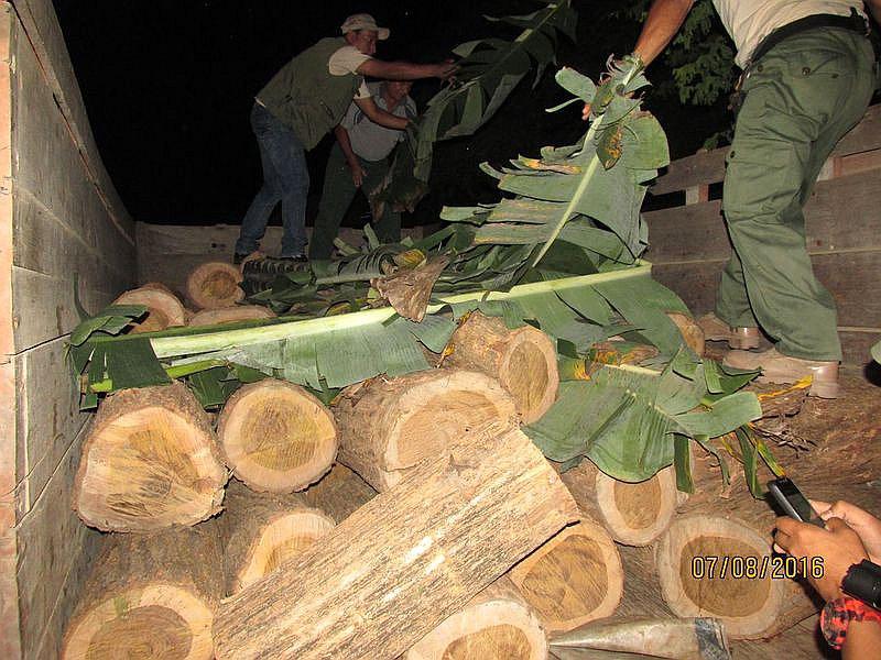Tumbes: Los guardaparques del PNCA intervienen un camión cargado de rolos de huayacán 