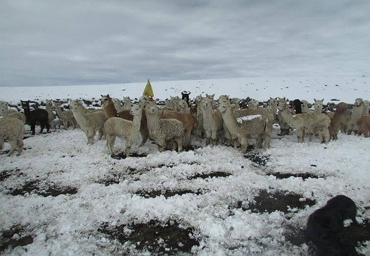 Moquegua: Hambre mata a 300 camélidos sudamericanos en la sierra