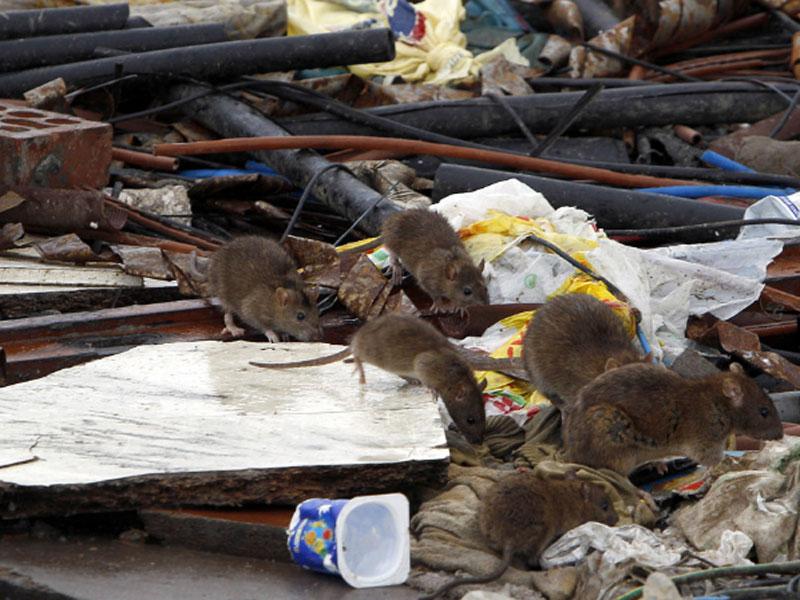 Advierten posible epidemia de ratas en La Parada