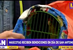 México: mascotas fueron protagonistas en peculiar misa por el Día de San Antonio (VIDEO)