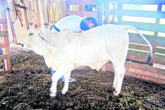 Puerto Inca. Impulsan la calidad genética en la ganadería 