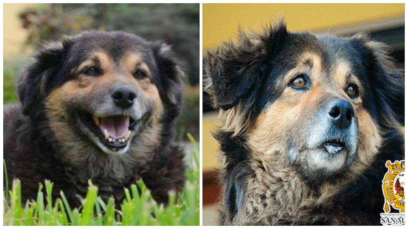 Murió 'Perrovaca', la mascota símbolo de San Marcos (FOTO)