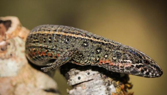 Descubren nueva especie de lagartija en el Santuario Histórico de Machu Picchu