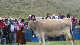 San Antonio de Putina: Realizan remate de ganado  y Feria Agrocomunal
